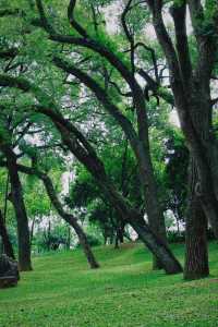 夏日狂歡！南寧人民公園的綠意盎然與花語秘境，等你來探