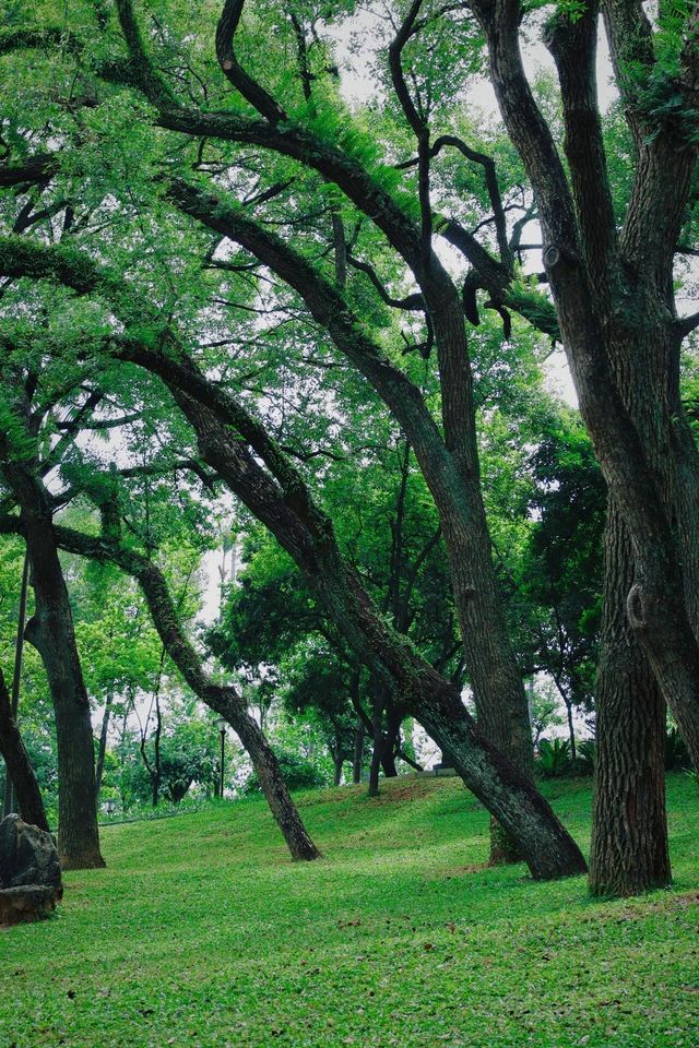 夏日狂歡！南寧人民公園的綠意盎然與花語秘境，等你來探