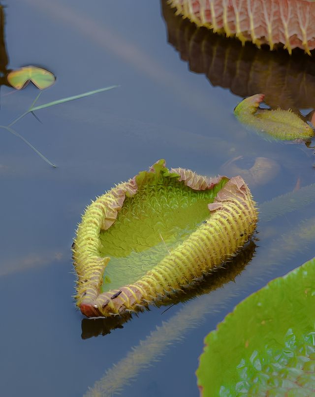 南京植物園的王蓮要開花了，最後一波