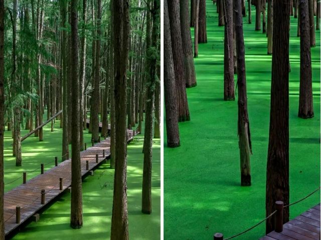 追夏 | 最後的假期，上海周邊水上森林公園