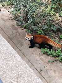 昆明圓通山動物園