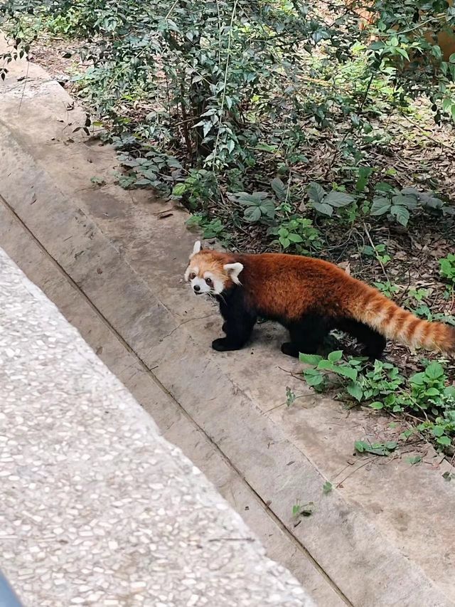 昆明圓通山動物園