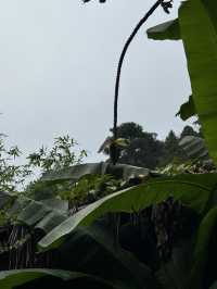 如果疲憊了，就來山裡修修仙吧