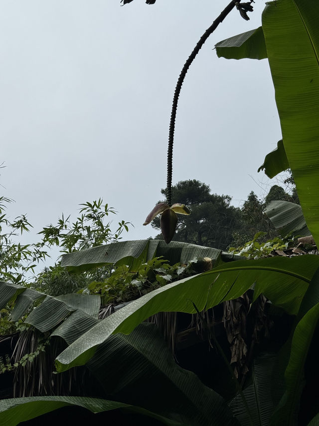 如果疲憊了，就來山裡修修仙吧
