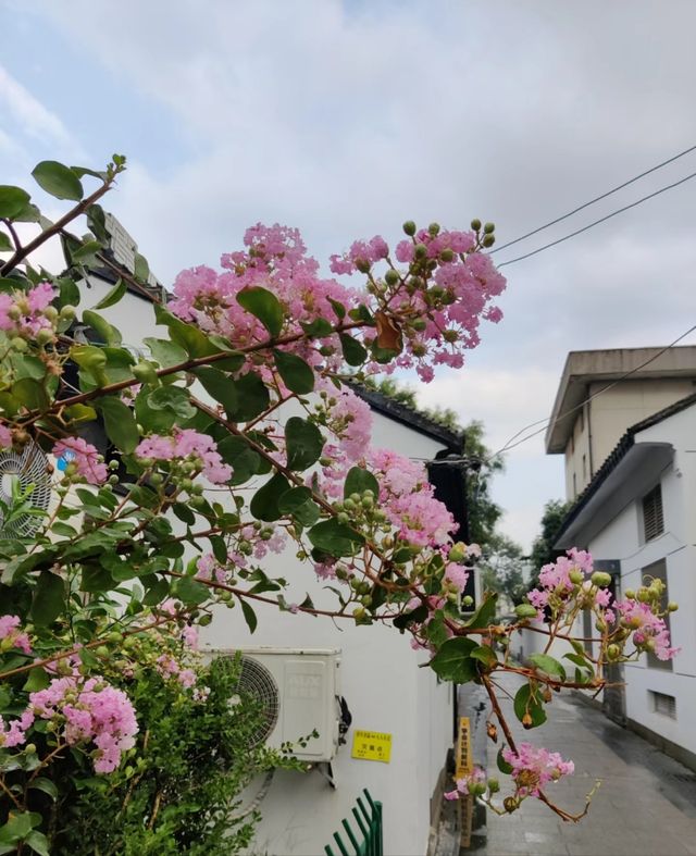 蘇州免費園林嘅天花板.....蘇州十全街附近嘅免費私家園林太好影咗幾乎冇人!真係黎一次鍾意一次。