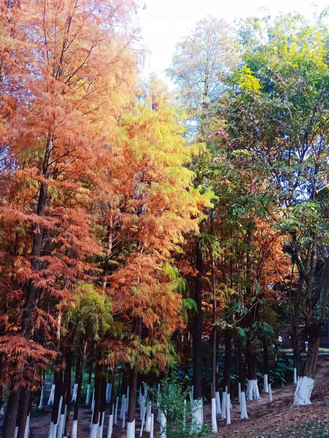 深秋的大夫山森林公園，焦糖色的落羽杉宛如油畫般