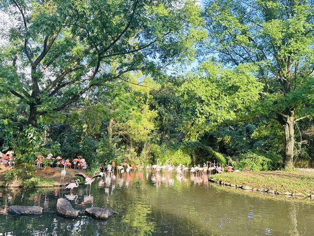 夜遊上海野生動物園