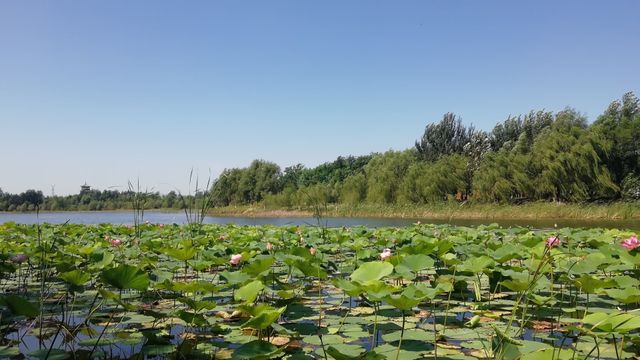 長春北湖濕地公園 -- 國家4A級旅遊景區。