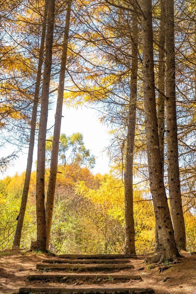 高山草甸五彩秋天｜甘海子。