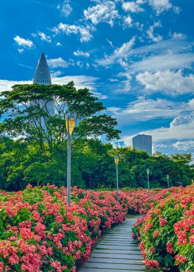 10月深圳花海大爆發。