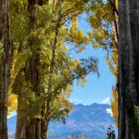 The Wanaka tree such a big and high rise trees 