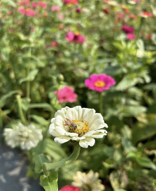 花海賞秋！杭州秋天的別樣浪漫~。