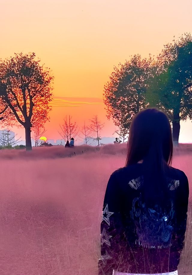 趕上夕陽的尾巴，欣賞粉黛花海。