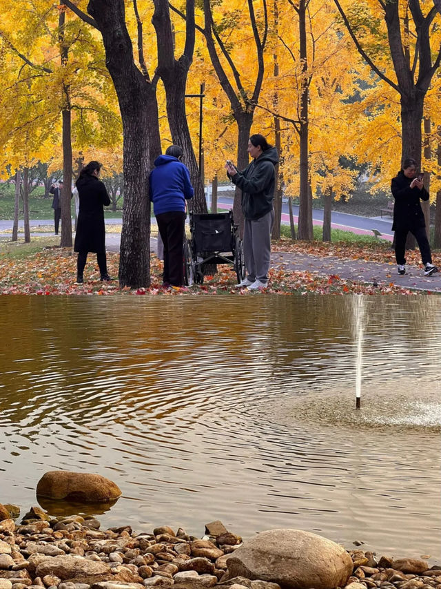 北京這個無人公園銀杏美得離譜。