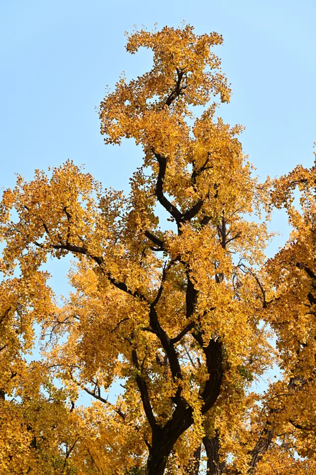 Beijing's millennium-old ginkgo trees are now in their best viewing period! Come and see them!