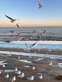 𓅯ˎˊ 秋冬的小島 —— 在海邊「餵海鷗」 。