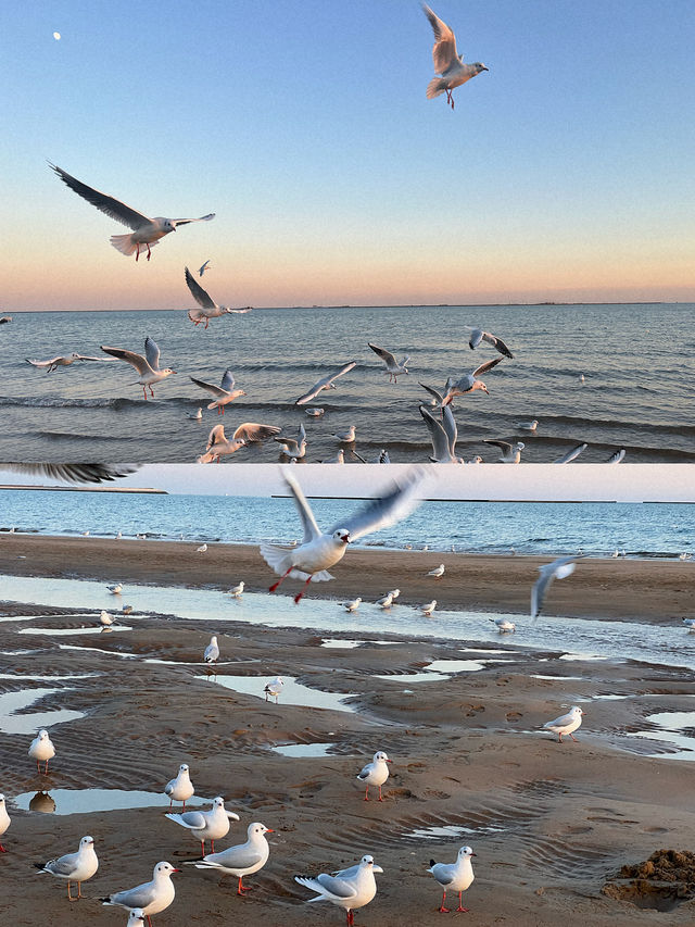 𓅯ˎˊ 秋冬的小島 —— 在海邊「餵海鷗」 。