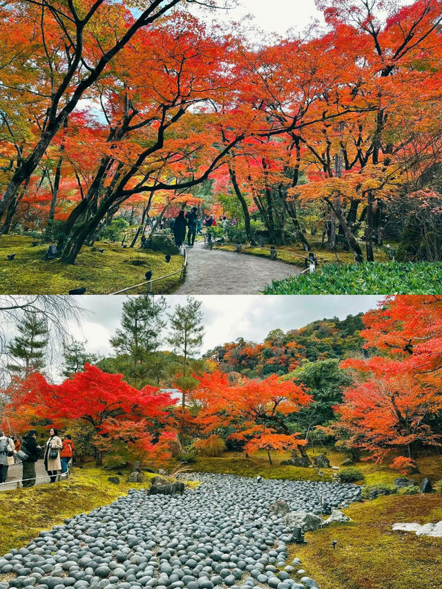 京都賞楓圖鑑：寶嚴院。