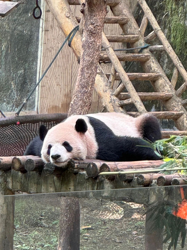 重慶動物園 免 門票了。