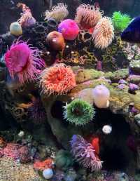 新英格蘭水族館：與海洋奇緣的邂逅之旅。