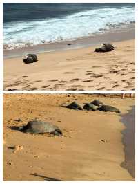 美國考艾島（Kauai），被譽為「花園島」。