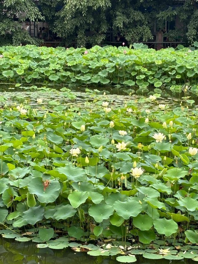 成都好逛的百花潭公園｜山水園林和城市錦繡的寫意。