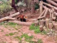 Chengdu’s cutesy pandas