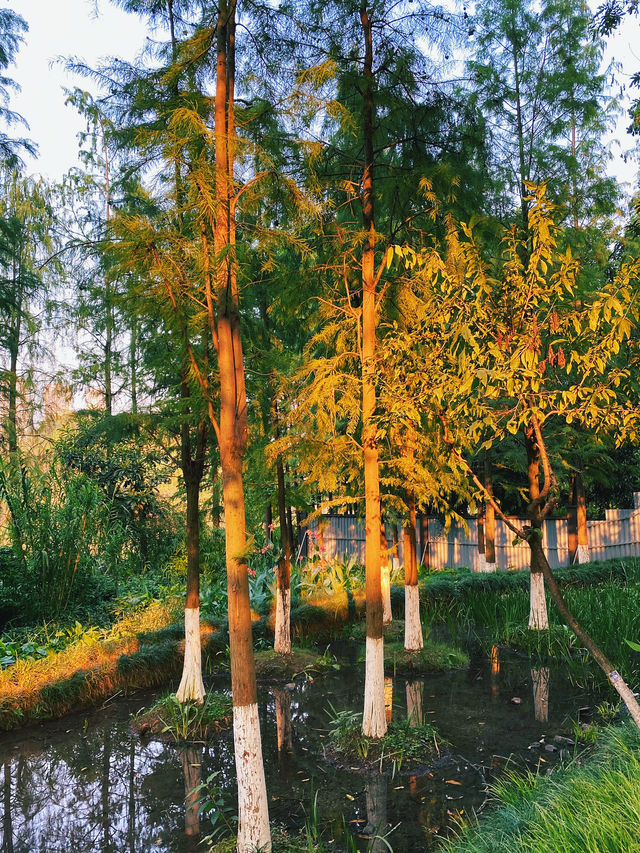 重慶彩雲湖濕地公園，水杉開啟視覺盛宴！