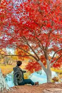 不是京都是武漢今年的楓葉真的紅了
