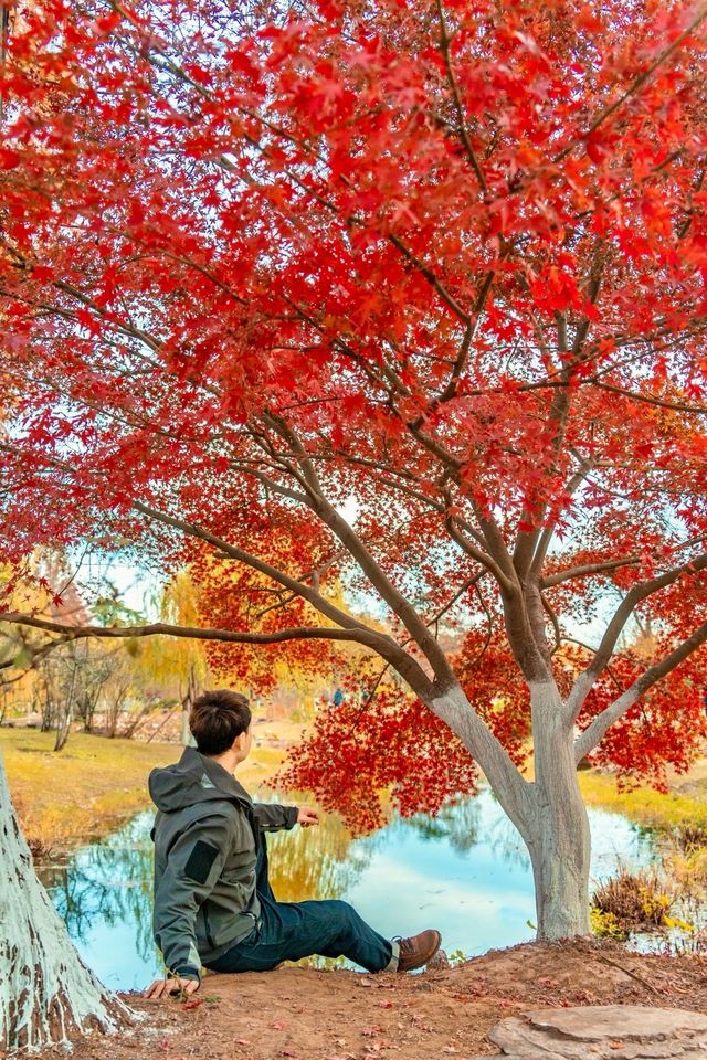 不是京都是武漢今年的楓葉真的紅了