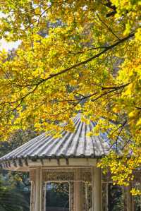 錯過再等一年佛山這個地鐵直達的公園秋景好美