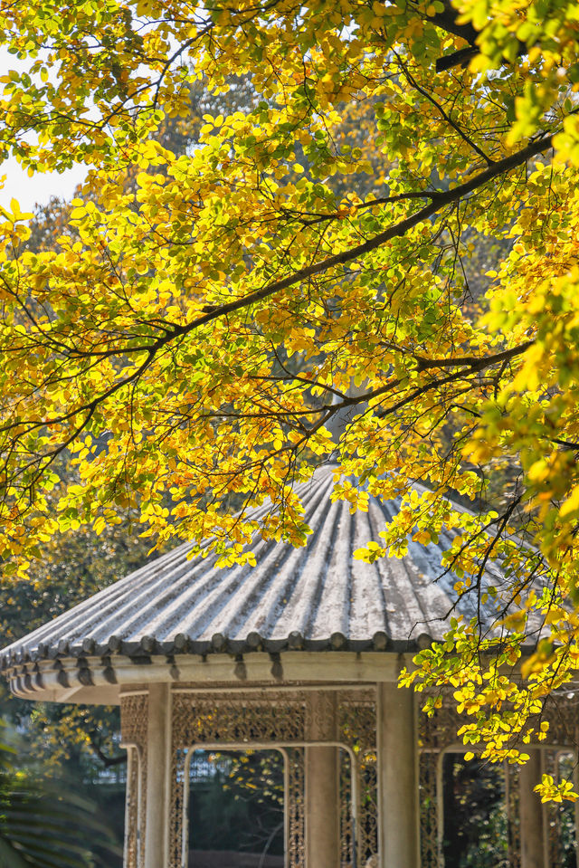 錯過再等一年佛山這個地鐵直達的公園秋景好美