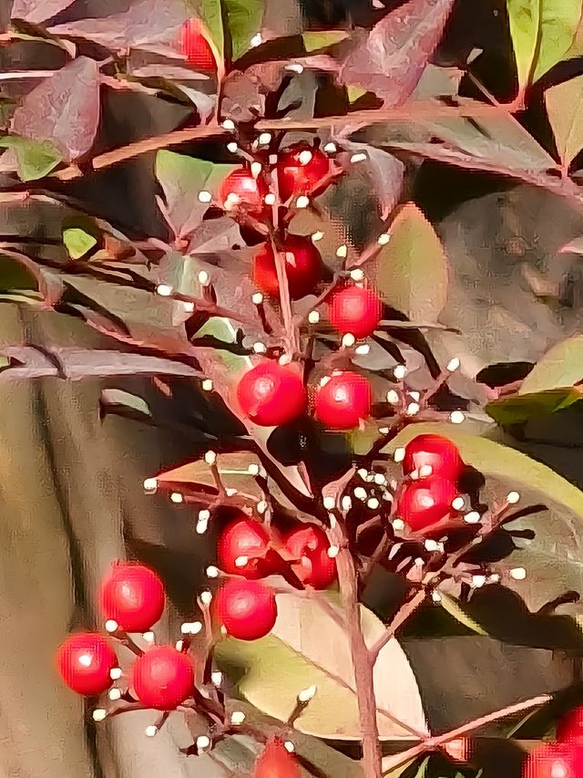今年來晚了 紅園 可你還是那麼美