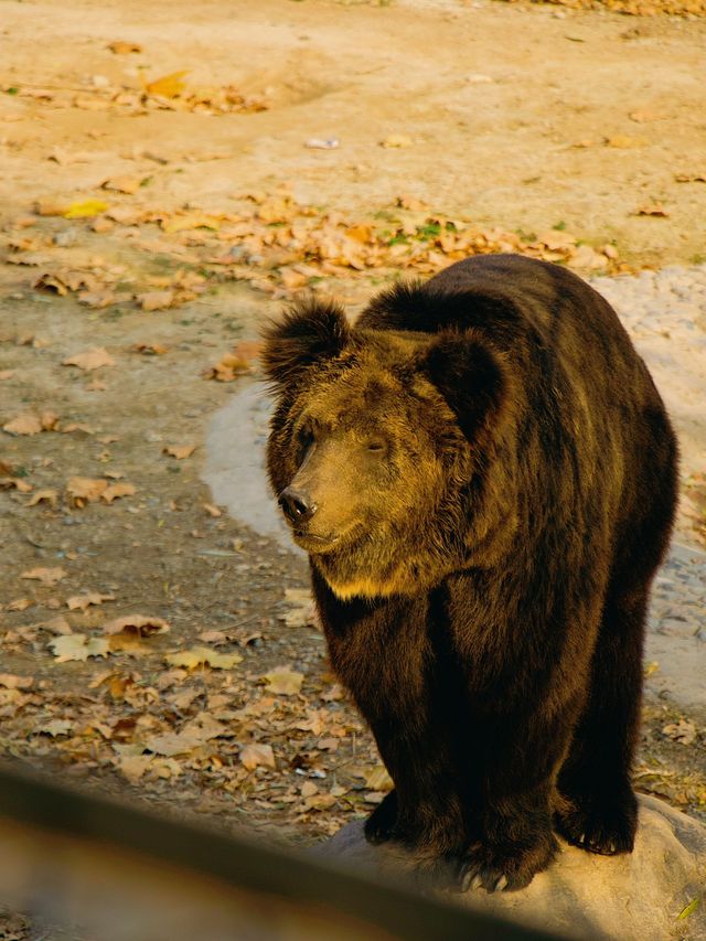 冬季反向遊 | 來周口野生動物園與動物親密互動（附攻略）