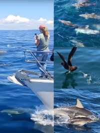 奧克蘭豪拉基灣海洋公園，與海豚共舞的夢幻之旅