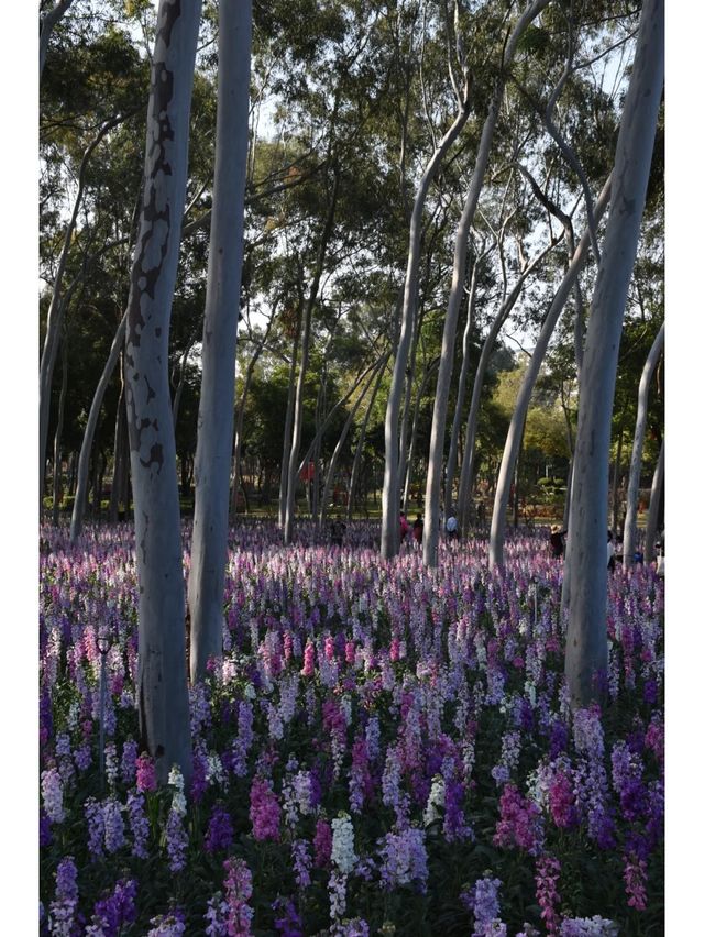 記憶中的忠綸公園花海，真的從來就沒輸過！
