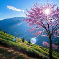 闖進冬日粉色夢境無量山櫻花谷