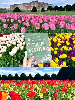 Complete Guide to the Hampton Court Palace Tulip Festival
