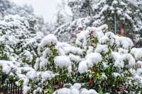 江津四面山下！雪！啦！