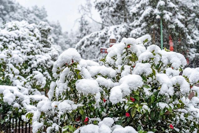 江津四面山下！雪！啦！