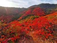 韓城香山紅葉|出彩的山景