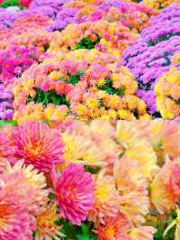花園中的花海，誰拍誰好看