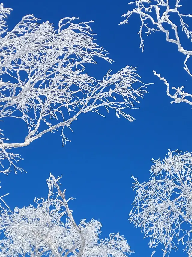 3天暢遊哈爾濱-雪鄉 超詳細攻略帶你玩轉冰雪世界