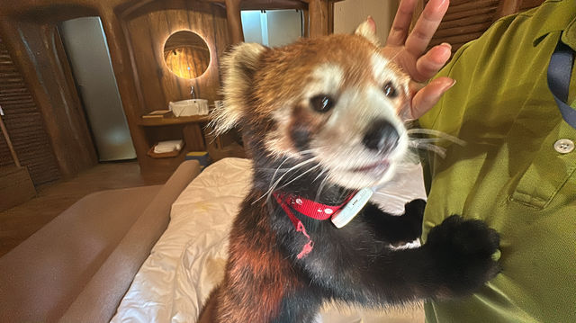【南通森迪】住在動物園裏，來了就不想回家