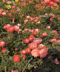 深圳賞花好去處！油菜花、月季花開得太好啦！