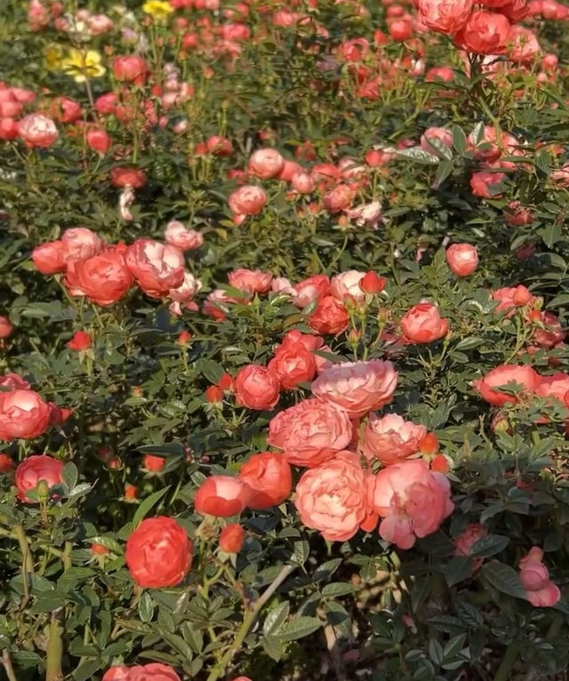 深圳賞花好去處！油菜花、月季花開得太好啦！