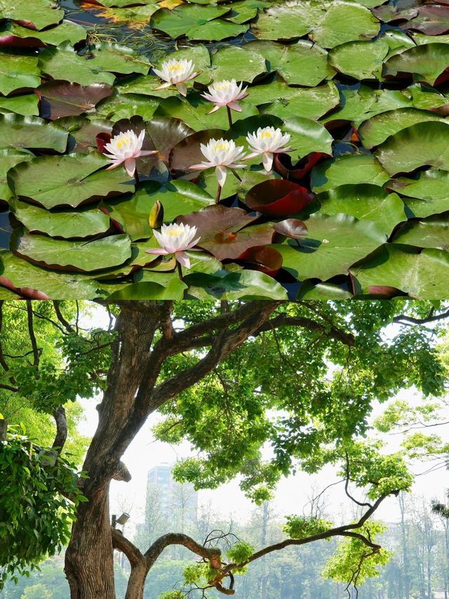 人生建議：春天務必要去一趟昆明！附賞花攻略