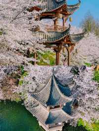 以為西湖的櫻花已經夠美了，直到我去了..