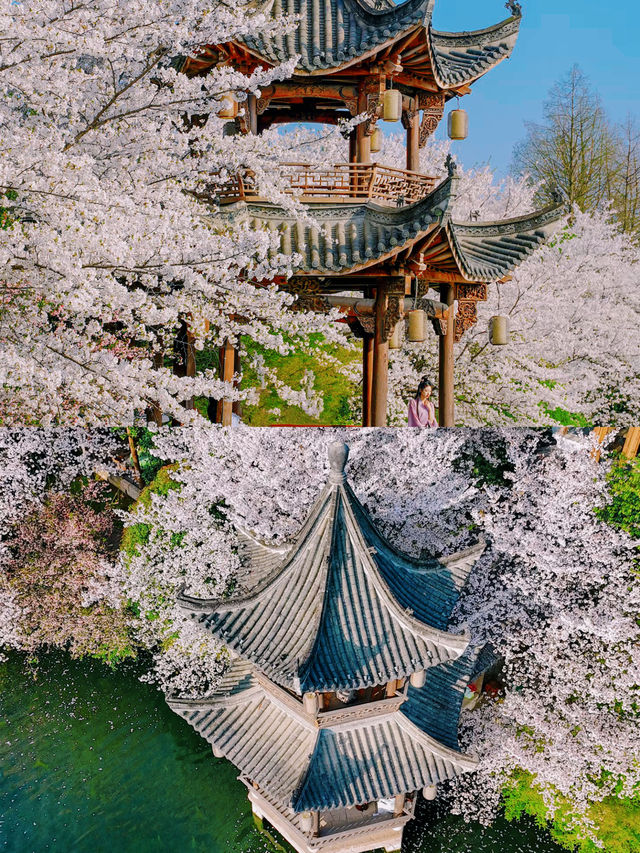 以為西湖的櫻花已經夠美了，直到我去了..