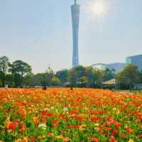 冬季花城廣州與鮮花的邂逅 